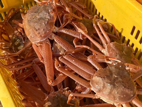 ※期間限定特売セール‼【北海道産】活ズワイガニ　サイズ小中　7.5kg