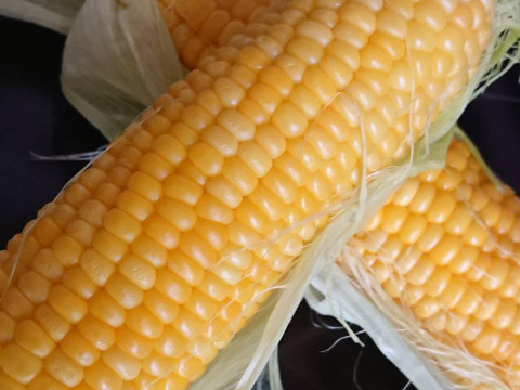 新鮮ゴールドラッシュ🌽【朝採り即出荷】Ｌサイズ１０本（2.5㎏）とうもろこし１本320~380㌘程度