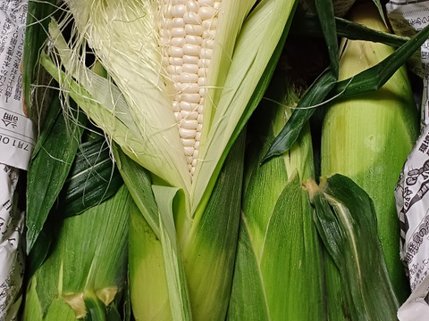 朝採り白いトウモロコシ 💕美白の甘姫💕トウモロコシ王子👑が作ったブランド品⭐️朝採りたての白くて大きく生でも食べれる甘いとうもろこし🌽先着順！売り切れ次第終了‼️ご予約お早めに🤩夏ギフト🎁