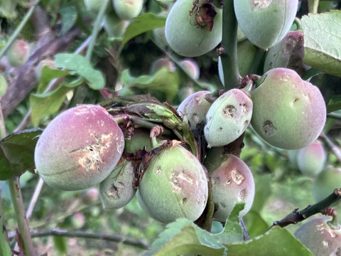 【1口5000円】令和7年 雹（ひょう）被害 生産者応援チケット