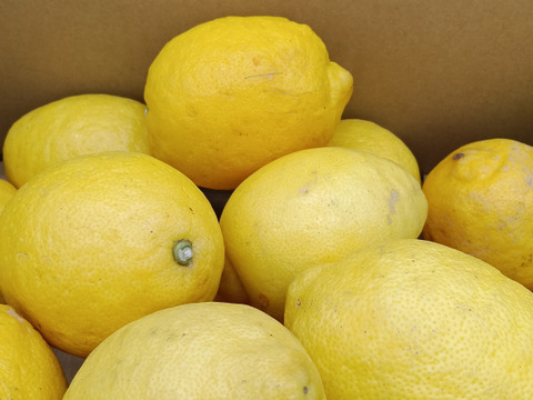 レモン特選　大玉（2Lサイズ）【5㎏】