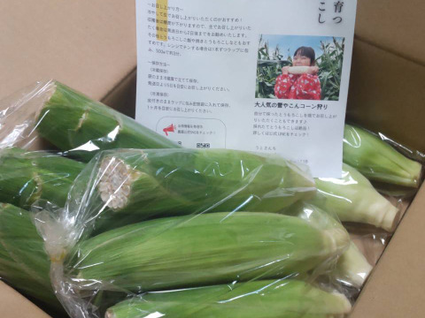 訳あり白いとうもろこし【12本】