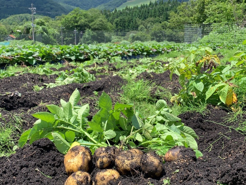【ほくほく食感】　兵庫県香美町産新じゃが！　《男爵芋　箱入２kg》
