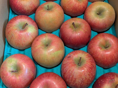 信州りんご🍎C品9キロ