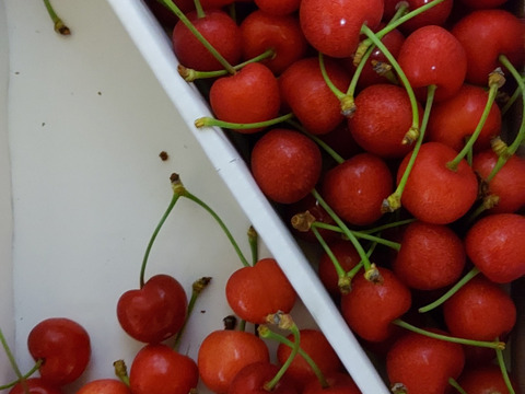 【小夏】🍒１キロ🍒【ジャムやさくらんぼ酒にもどうぞ】【しっかりとした酸味】【うちのフルーツの中で一番最初に収穫】【さくらんぼ】【レア品種✨】6/9まで