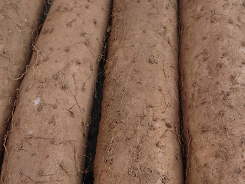 長芋掘りました！1本辺り約６００㌘が５本入ってます。
疲労回復に滋養強壮に美肌効果にも良いですよ。値下げしました。