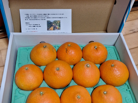 とろける・プル甘！ひめまる愛果まどんな（規格外品・３Kg）