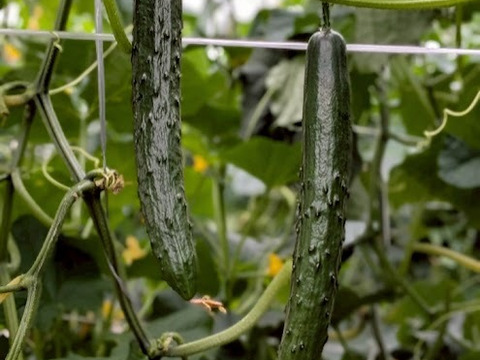 朝採り‼きゅうり (25本入 約2㎏)