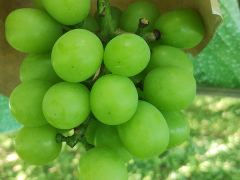 爽やかな甘みと香り　シャインマスカット　家庭用（規格外）800g（２～４房）