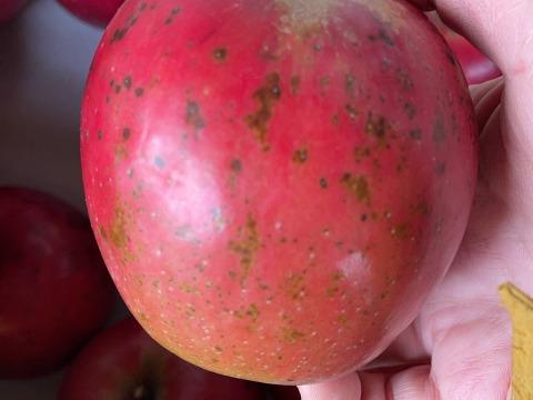 生でも加工でも！ りんご 紅玉 (キズ有B品10㎏)