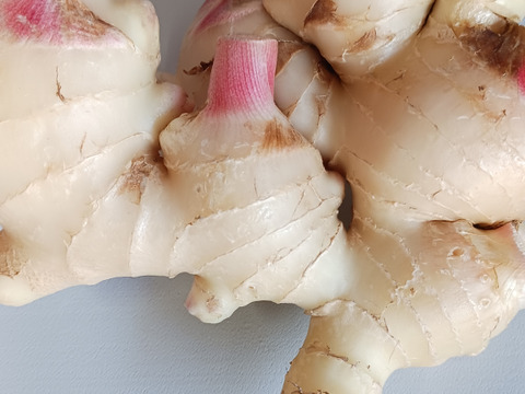 農家直送 高知県産新生姜8kg【クール便】：高知県産のその他薬味