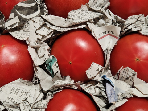 新商品❗あま～いプチトマト
(イエローアイコ)　
酸味が無くとにかく甘い💛
赤アイコとの合わせ買いに最適です。