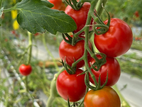 【糖度と旨味を凝縮！】👑こだわり👑アザミュートマト🍅3kg