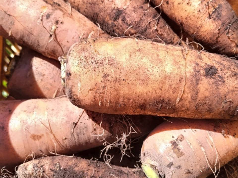 【農薬化学肥料不使用】朝採り！信州伊那谷★旬の野菜セット Ｓサイズ