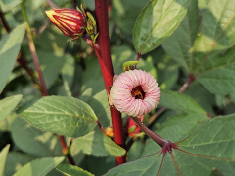 三輪山の麓で育ちました！ローゼル 1kg