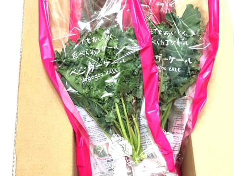 【限定・工場直販】新鮮！！ケール（キッチンケール）LED光植物工場栽培　1箱10袋（1袋70g程度）入り