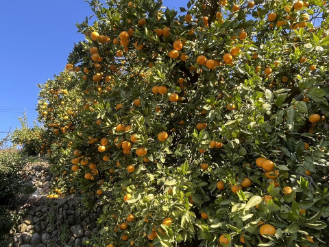 特別ご奉仕品　甘熟「宮川早生みかん」サイズ混合5Kg