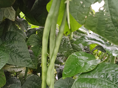 北海道産、新鮮で甘みのあるインゲン２.８ｋｇを届けます。