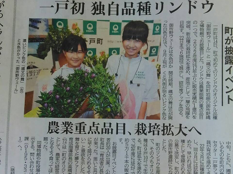 りんどう　混色　30本　クール便