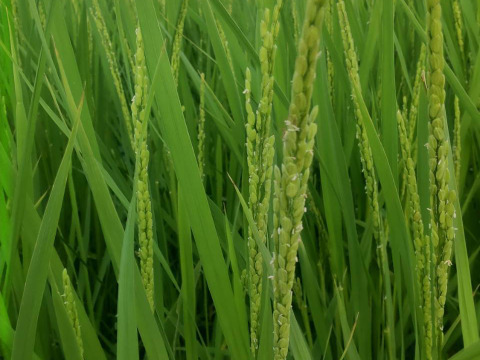 【わけあり送料込み　メール便】古代米入り玄米角餅　凹み有、厚さ不揃い、でも１６個スーパーお得セット