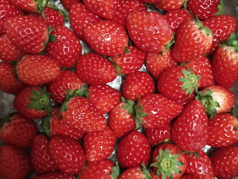 【12月10日までセール価格】MIXいちご "紅ほっぺ" 1kg 『バラ詰め』"販売中"