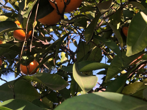 マーマレード風🍊たっぷり橙（だいだい５）入り🌅✨✨【数量限定】子供に食べさせたい野菜（５品目～７品目）😋🥬ばぁばのものすごい野菜🥕✨✨✨