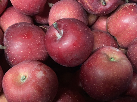 すぐ発送！宮美ふじ　家庭用訳あり小玉箱込5.5キロ　農薬半減栽培で安心安全！