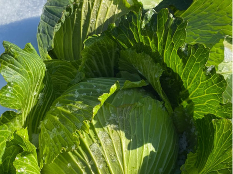 【白銀が産んだ緑宝、雪中キャベツのお届けに参りました。】　≪雪国で育まれた甘みたっぷりのキャベツ≫　兵庫県香美町産「雪ぶとんキャベツ」（２玉)