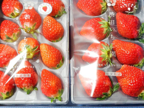 【🥇いちごグランプリ2026 ジューシー賞受賞】さがほのか&いちごさん　いちご食べ比べセット【2パック/500g】ギフト/贈答用/ご家庭用