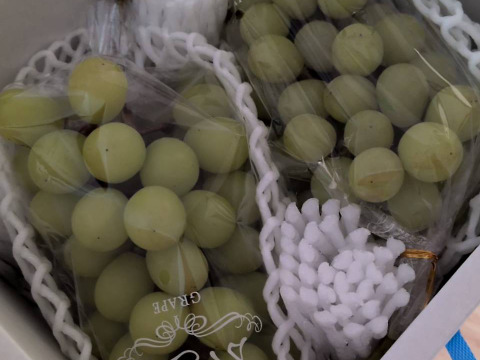 【冬ギフト】【家庭用】「シャインマスカット」　　1房約650g 2房入り　熨斗対応可