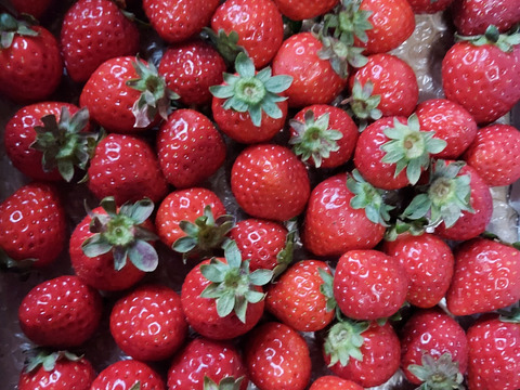 【訳あり！】あまりん大容量６５０ｇ以上