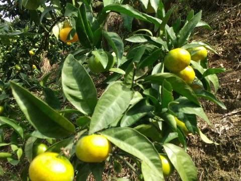 極早生みかんの【おおだま】（３Lサイズ）９．５kg