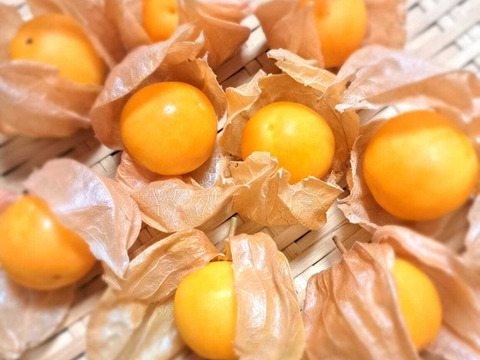 甘酸っぱくてまるでトロピカルフルーツ！「食用ほおずき」100g×8パック/栽培期間中農薬、化学肥料、除草剤不使用