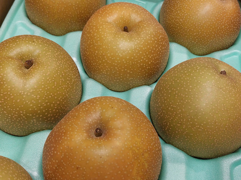 梨の季節が始まりますよ！！【香麗ｺｳﾚｲ】3kg