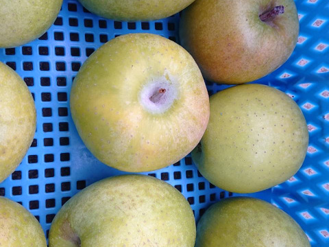 訳あり品「小玉の王林」約5kg入り（名月も甘いけど王林の香りと甘さもぜひ！）小ぶりだけど香りと甘味は良いよ。（スムージにも適しています。）