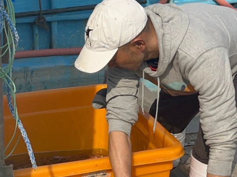 ※期間限定特売セール‼【北海道産】活ズワイガニ　サイズ小中　7.5kg