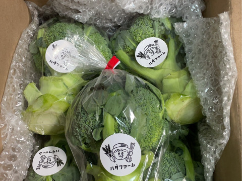 食べチョク限定！使いやすいサイズ！茎まで食べられる淡路島産ブロッコリー 1kg