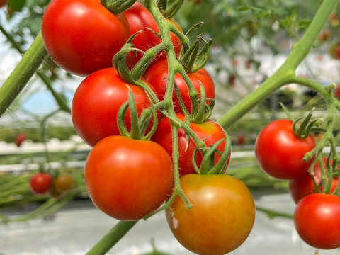 【糖度と旨味を凝縮！】👑こだわり👑アザミュートマト🍅3kg