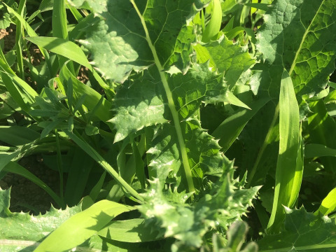 ウサちゃんの野菜🐰🐰🩷🩷🩷ばぁばのモノスゴイ野菜🐰🐰🌱🌱🌱人参の葉など盛りだくさん🥕🍌✨✨✨