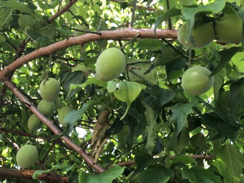 子供に食べさせたい🍑【ばぁばのモノスゴイ旬の青梅❗❗】自然栽培約３㎏✨✨✨
