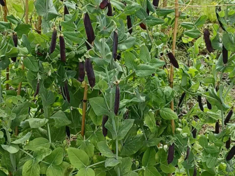 紫エンドウ【ツタンカーメン】５００g甘みと香りたっぷり。農薬化学肥料不使用