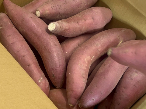 鳥取大山の麓 甘い芋 紅はるか 強めのホクホク食感 大小詰合せセット 内容量3.0kg 女性のパワーで大地を彩る