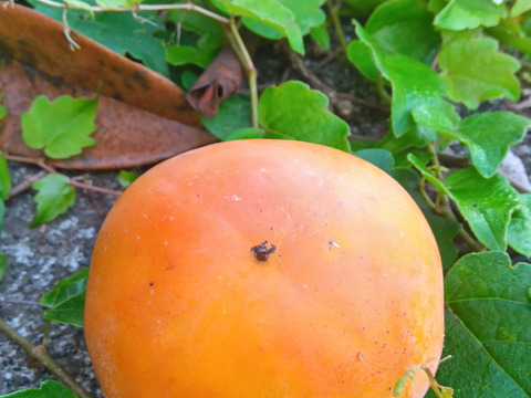 柿　いろいろミックス　自然栽培、肥料農薬不使用