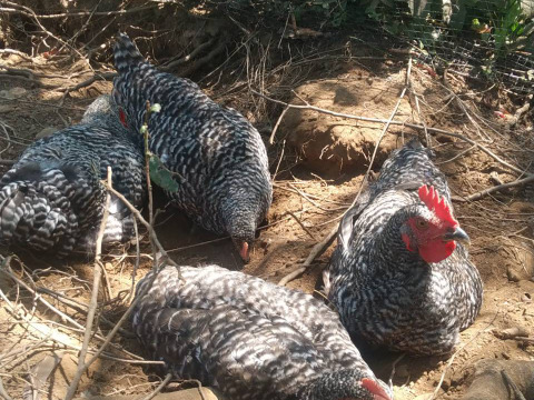 親鶏のスモークチキン