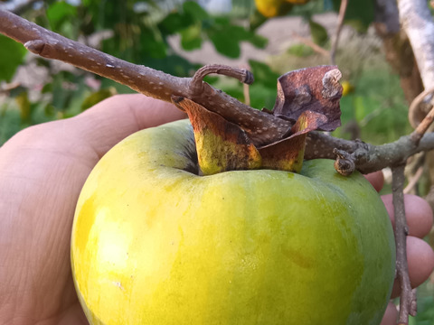 百匁柿（ひゃくめがき）　不完全渋柿　肥料農薬不使用、自然栽培、