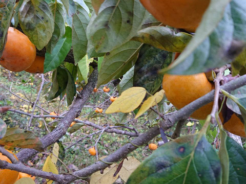 【20セット限定】【自然栽培】干し柿作りセット【作り方付き】