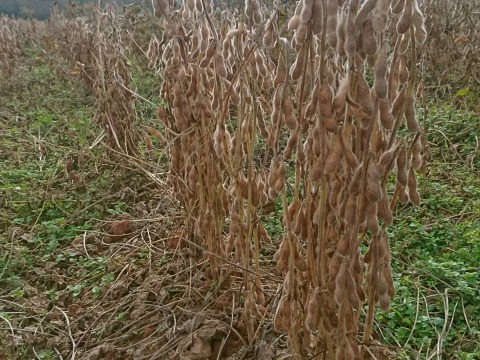 きてらのうまうま大豆-900g-農薬不使用-R7年産