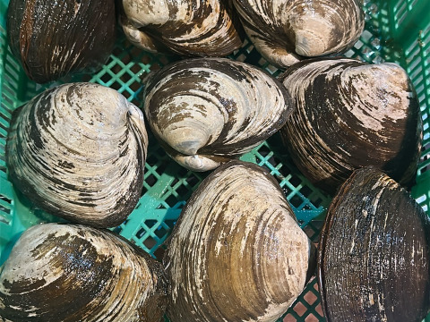 【超特大】黒ホッキ貝/北寄貝/北海道長万部/旨味と甘み濃厚/超特大/450-500g【5個】