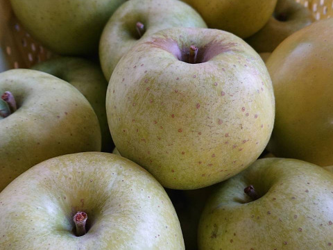 訳あり品「小玉の王林」約5kg入り（名月も甘いけど王林の香りと甘さもぜひ！）小ぶりだけど香りと甘味は良いよ。（スムージにも適しています。）