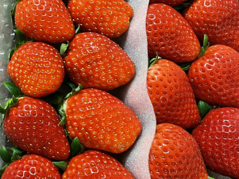 プチ豪華ないちごの食べ比べセット
スカイベリー・とちおとめ・とちあいか・恋みのり